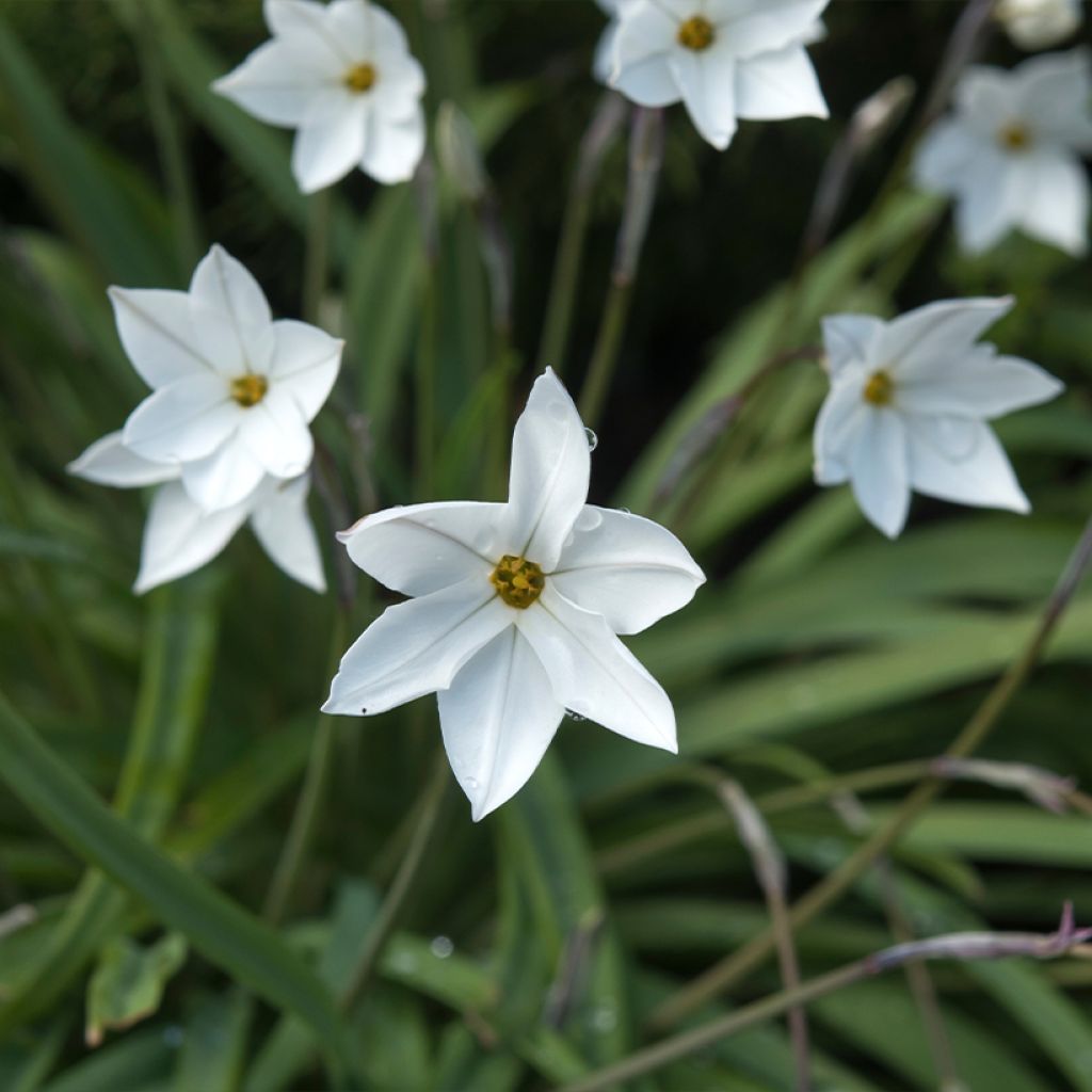 Ipheion uniflorum Alberto Castillo - Oude wijfjes