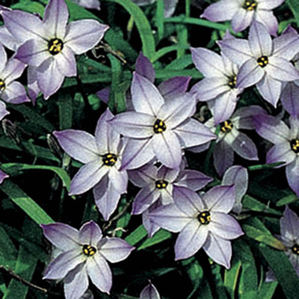 Ipheion uniflorum Wisley Blue - Oude wijfjes