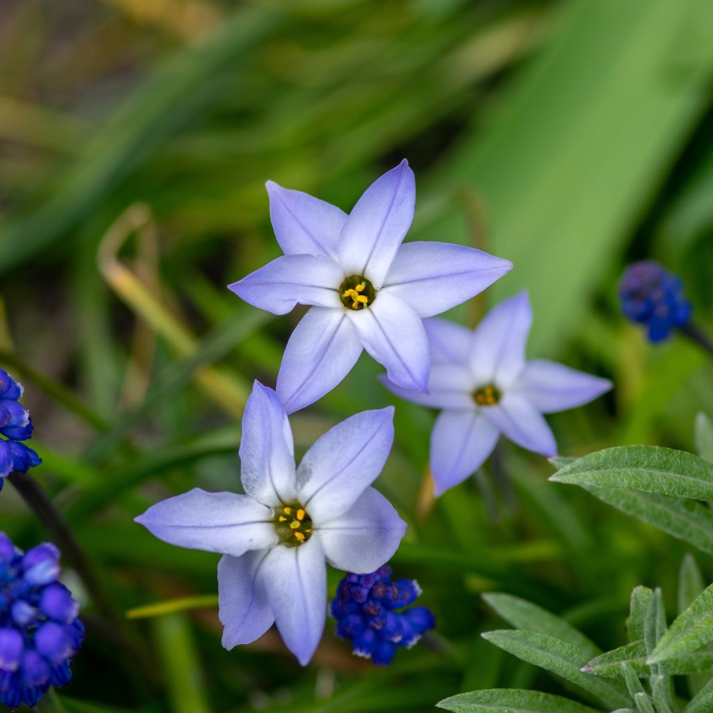Ipheion uniflorum Wisley Blue - Oude wijfjes