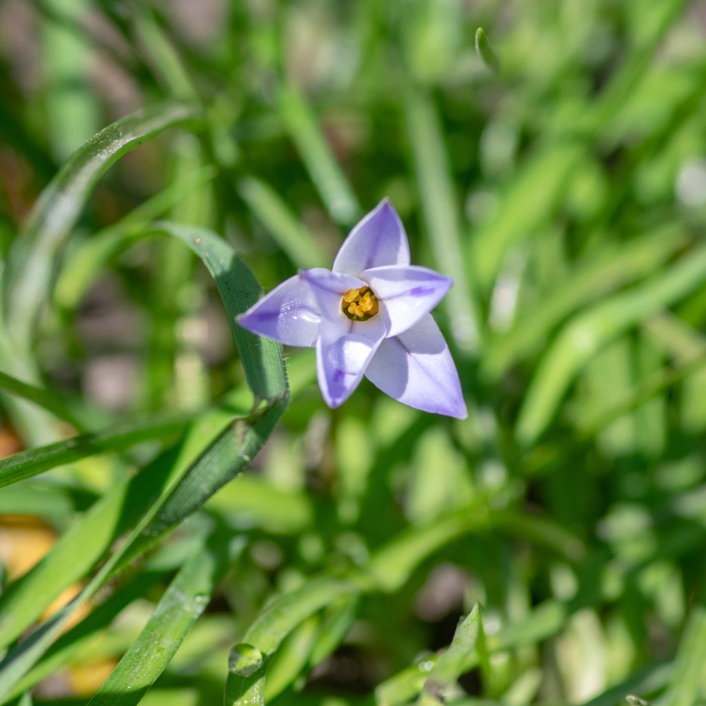 Ipheion uniflorum Wisley Blue - Oude wijfjes