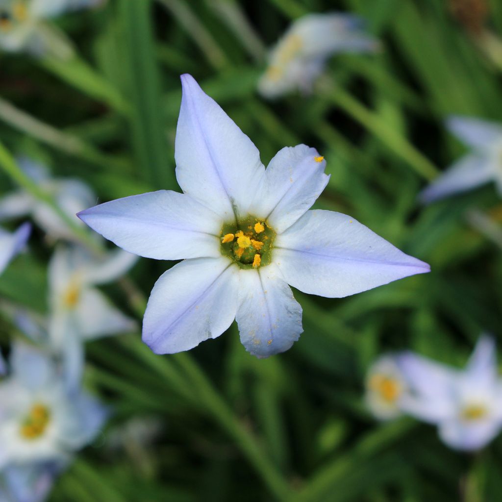 Ipheion uniflorum Wisley Blue - Oude wijfjes