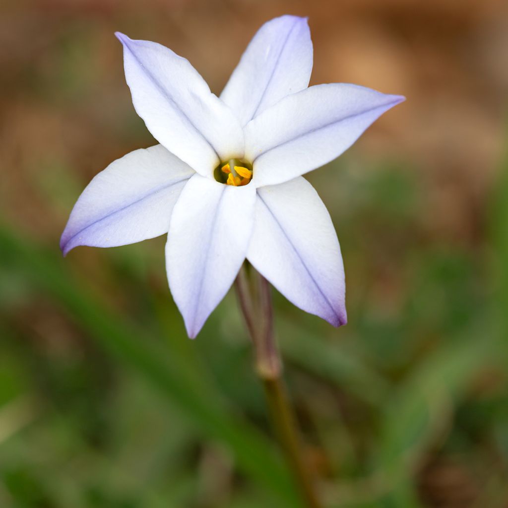Ipheion uniflorum Wisley Blue - Oude wijfjes