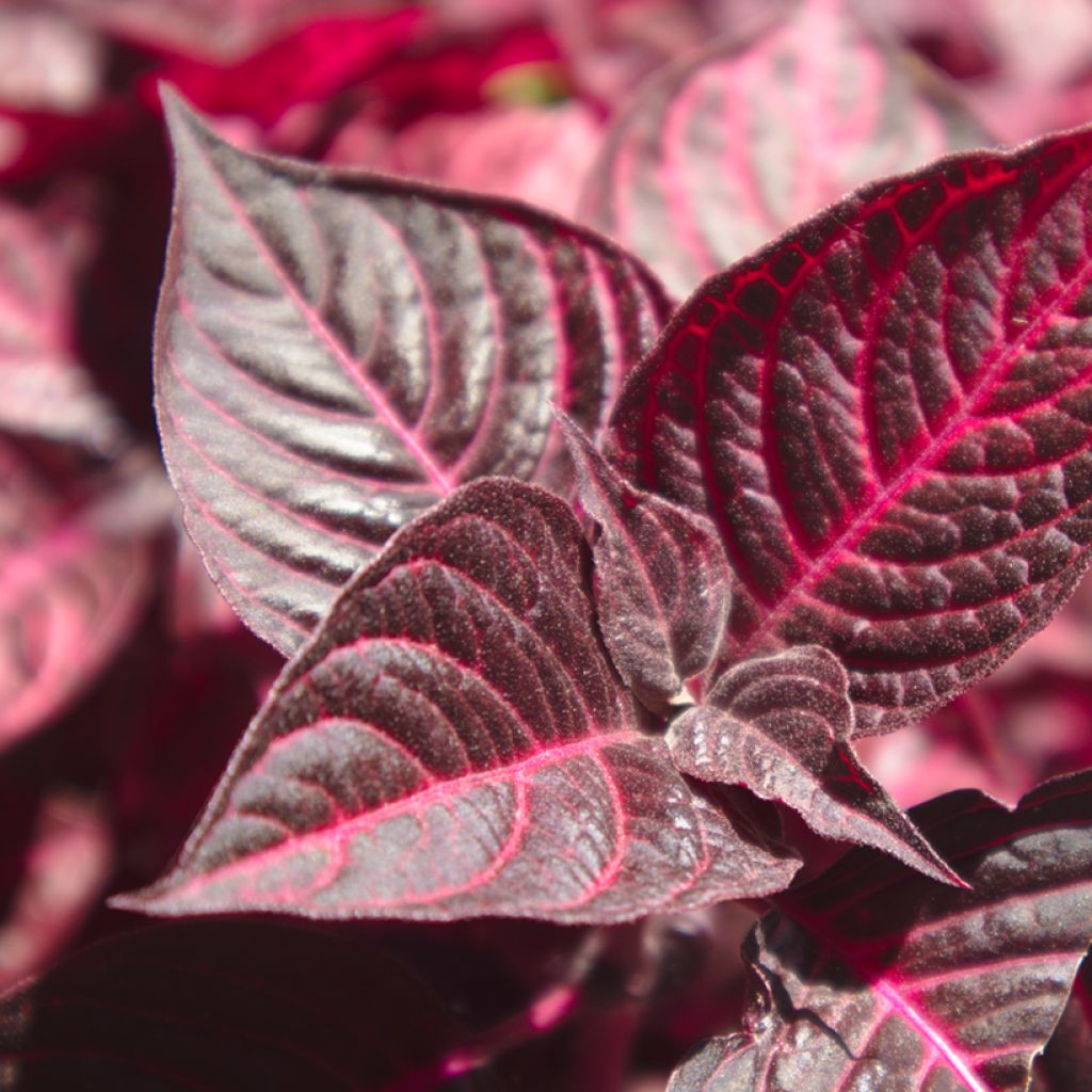 Iresine herbstii Bloodleaf - Biefstukplant