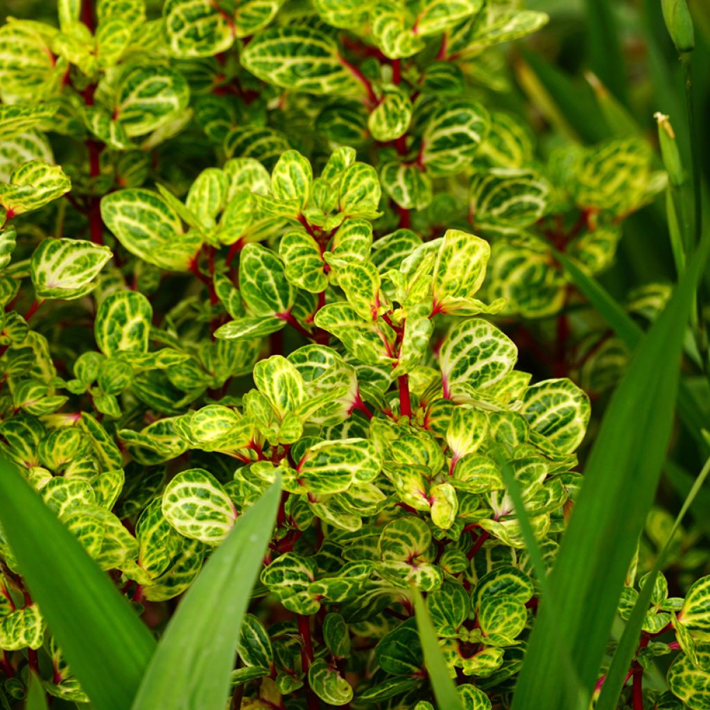 Iresine herbstii - Biefstukplant