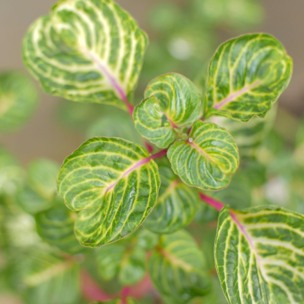 Iresine herbstii - Biefstukplant