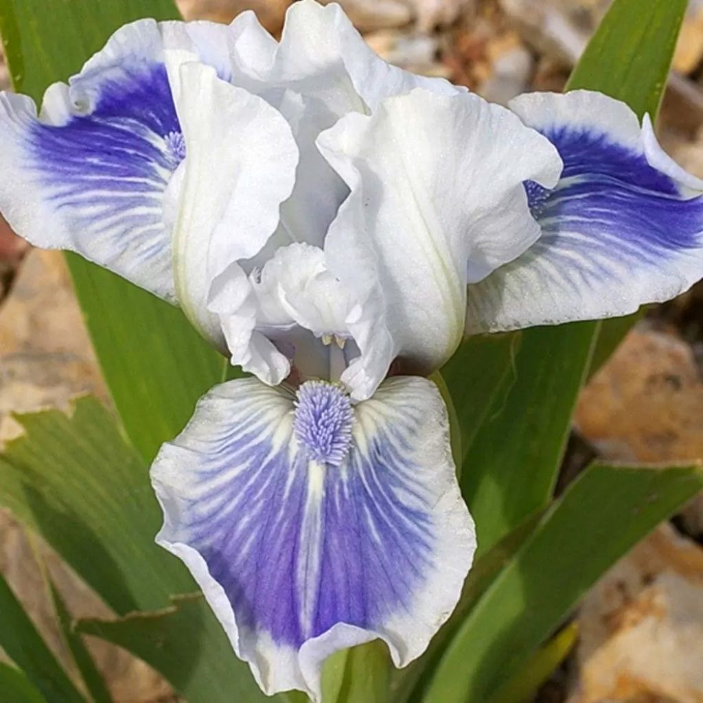 Iris germanica Big Blue Eyes - Baardiris Lilliput