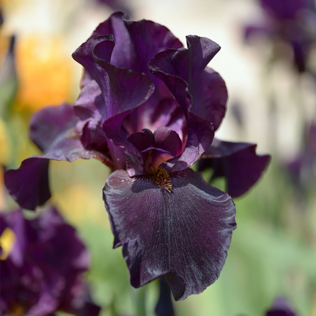 Iris germanica Old Black Magic - Baardiris