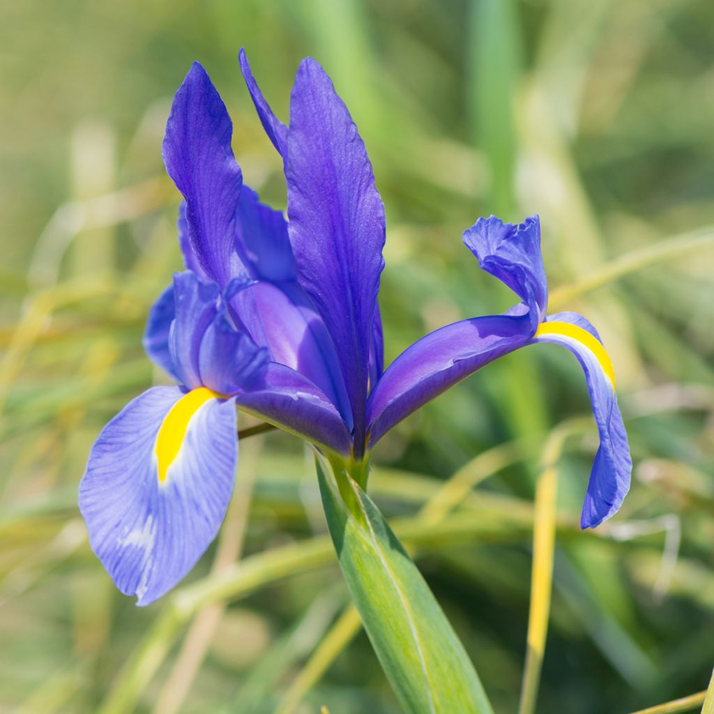 Iris hollandica Blue Magic - Hollandse iris