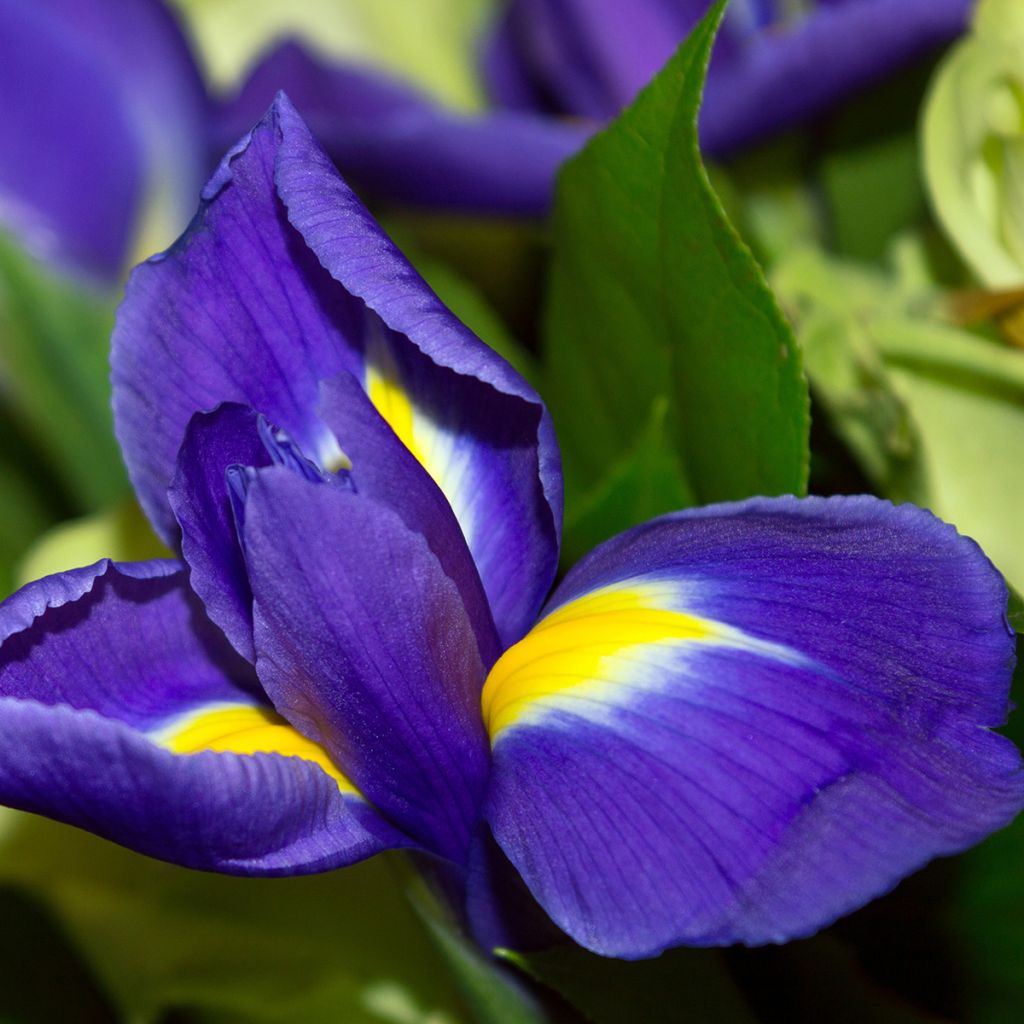 Iris hollandica Blue Magic - Hollandse iris