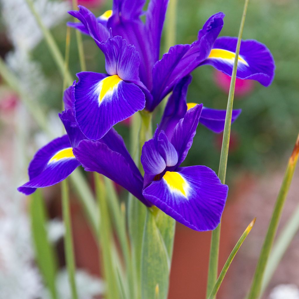 Iris hollandica Blue Magic - Hollandse iris