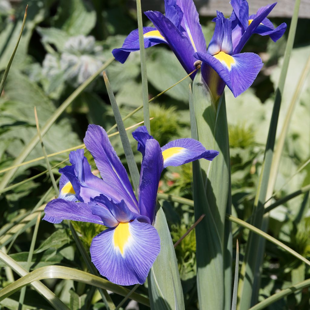 Iris hollandica Blue Magic - Hollandse iris