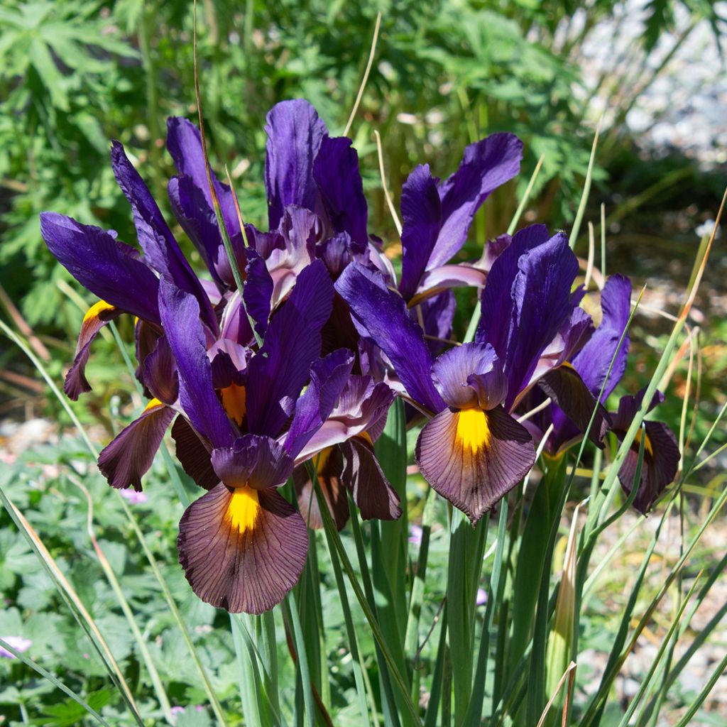 Iris hollandica Eye of the Tiger - Hollandse iris