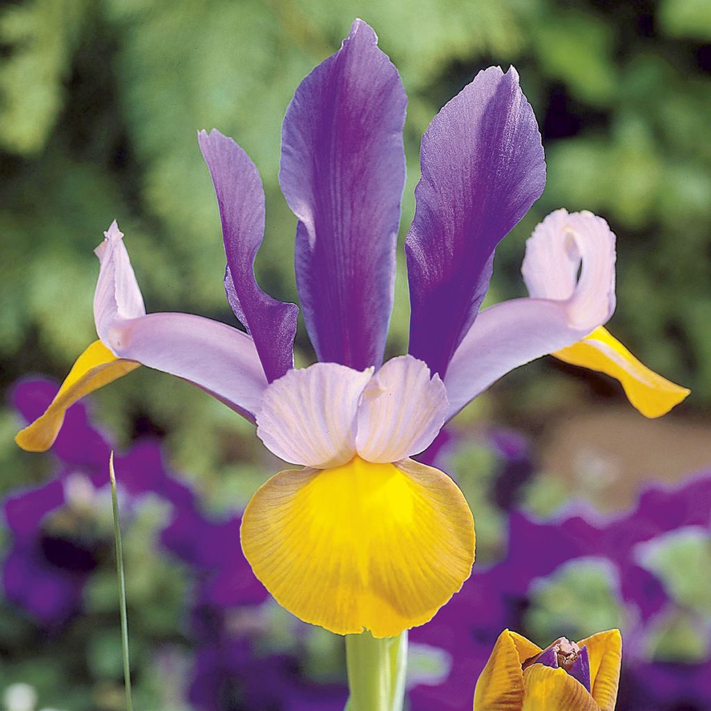 Iris hollandica Frans Hals - Hollandse iris