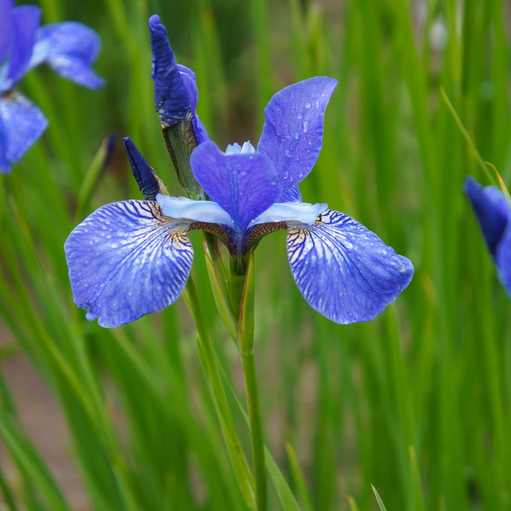 Iris sibirica Blue King - Siberische iris