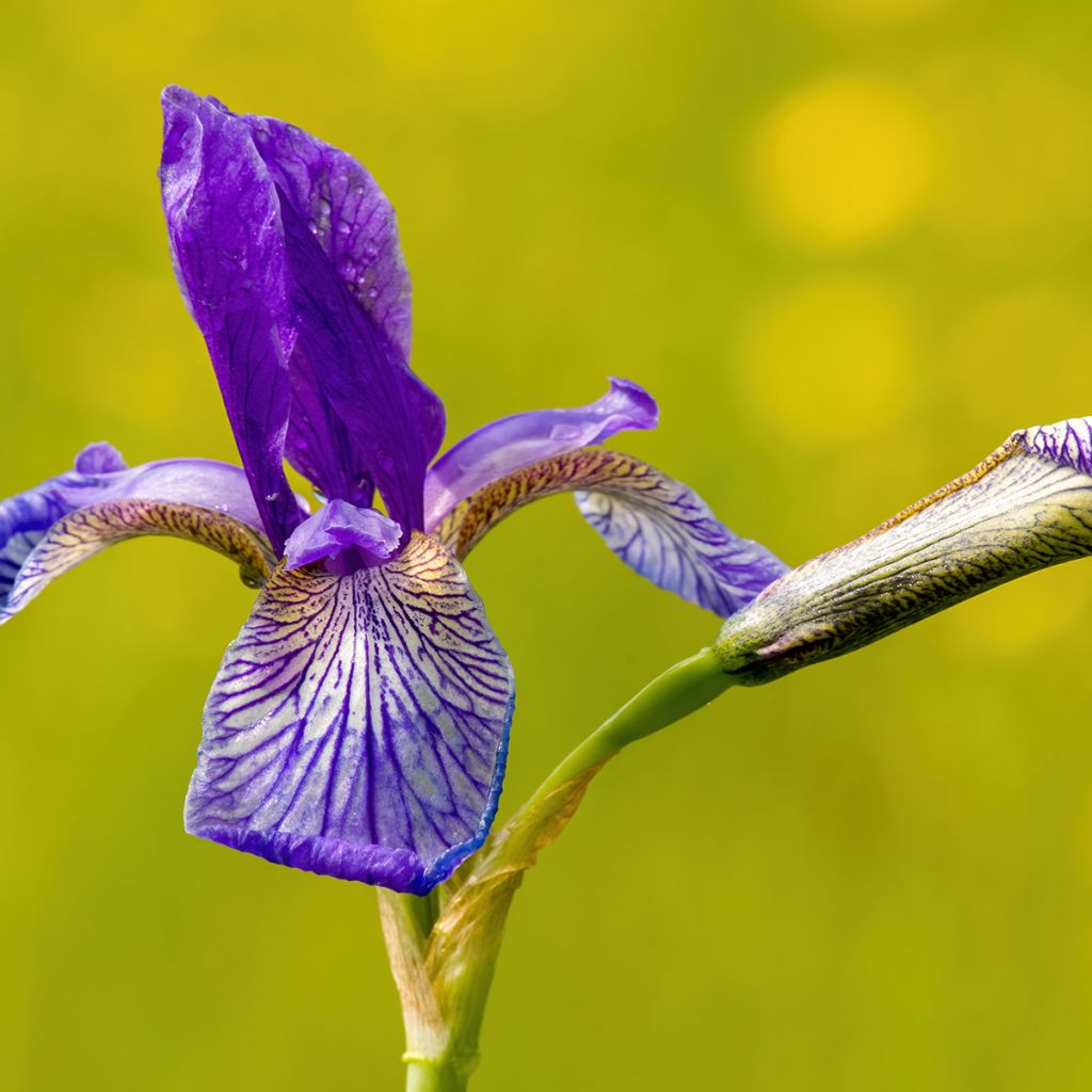 Iris sibirica Blue King - Siberische iris