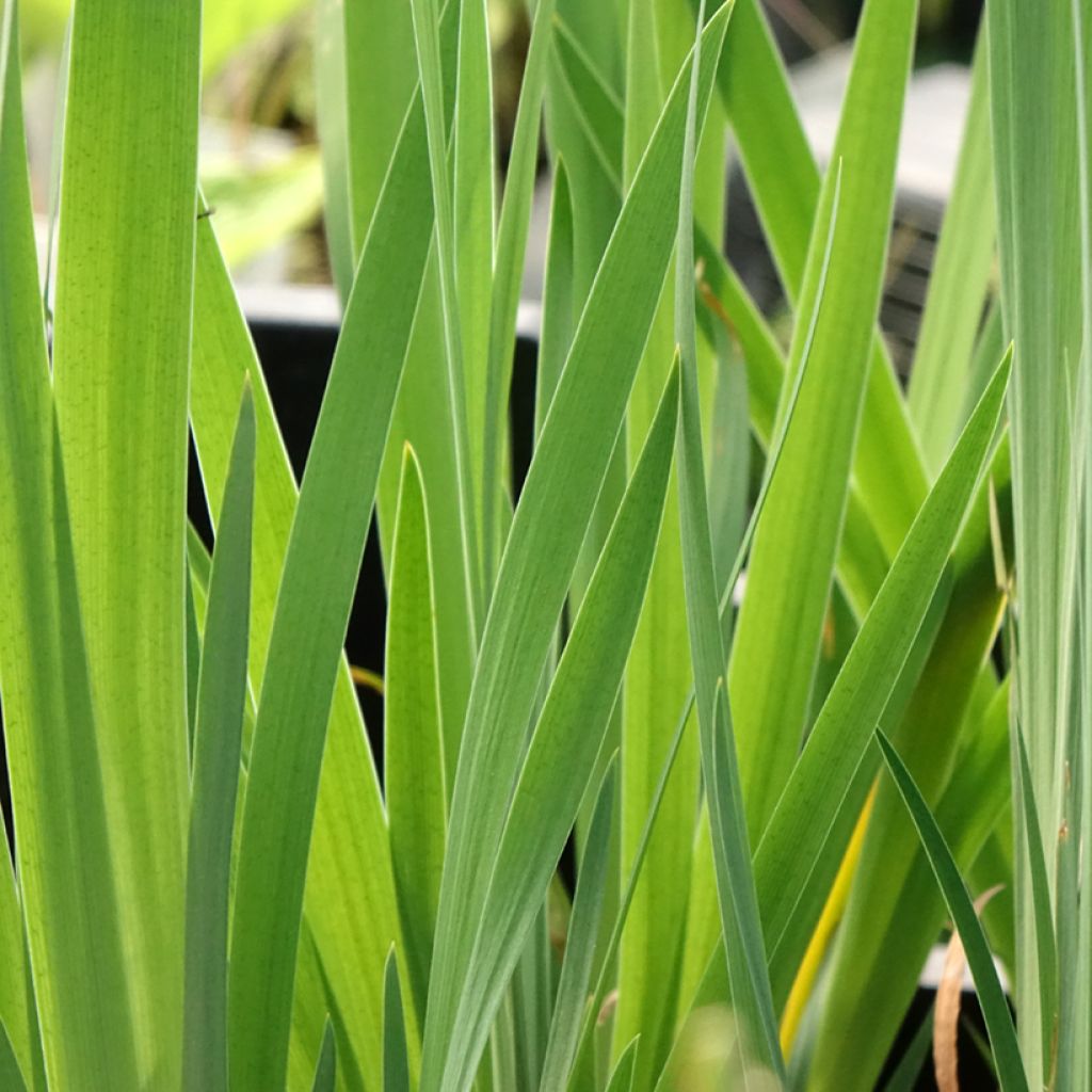 Iris sibirica Blue Moon - Siberische iris