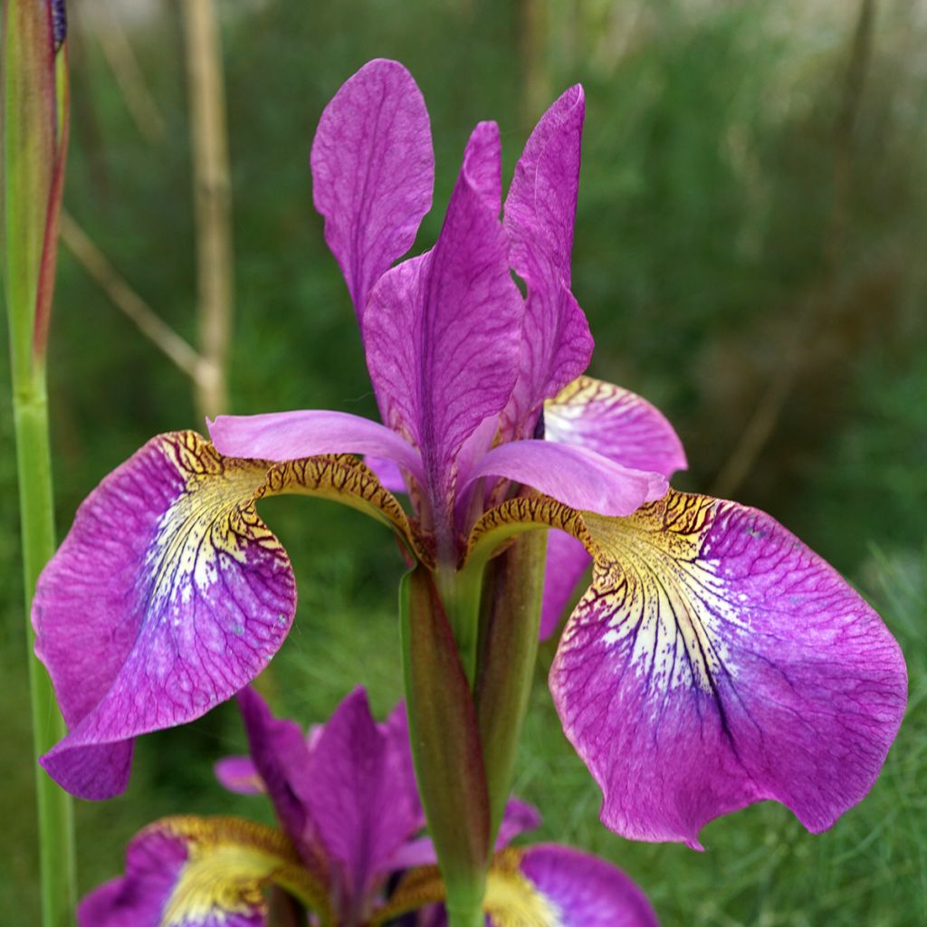 Iris sibirica Sparkling Rose - Siberische iris