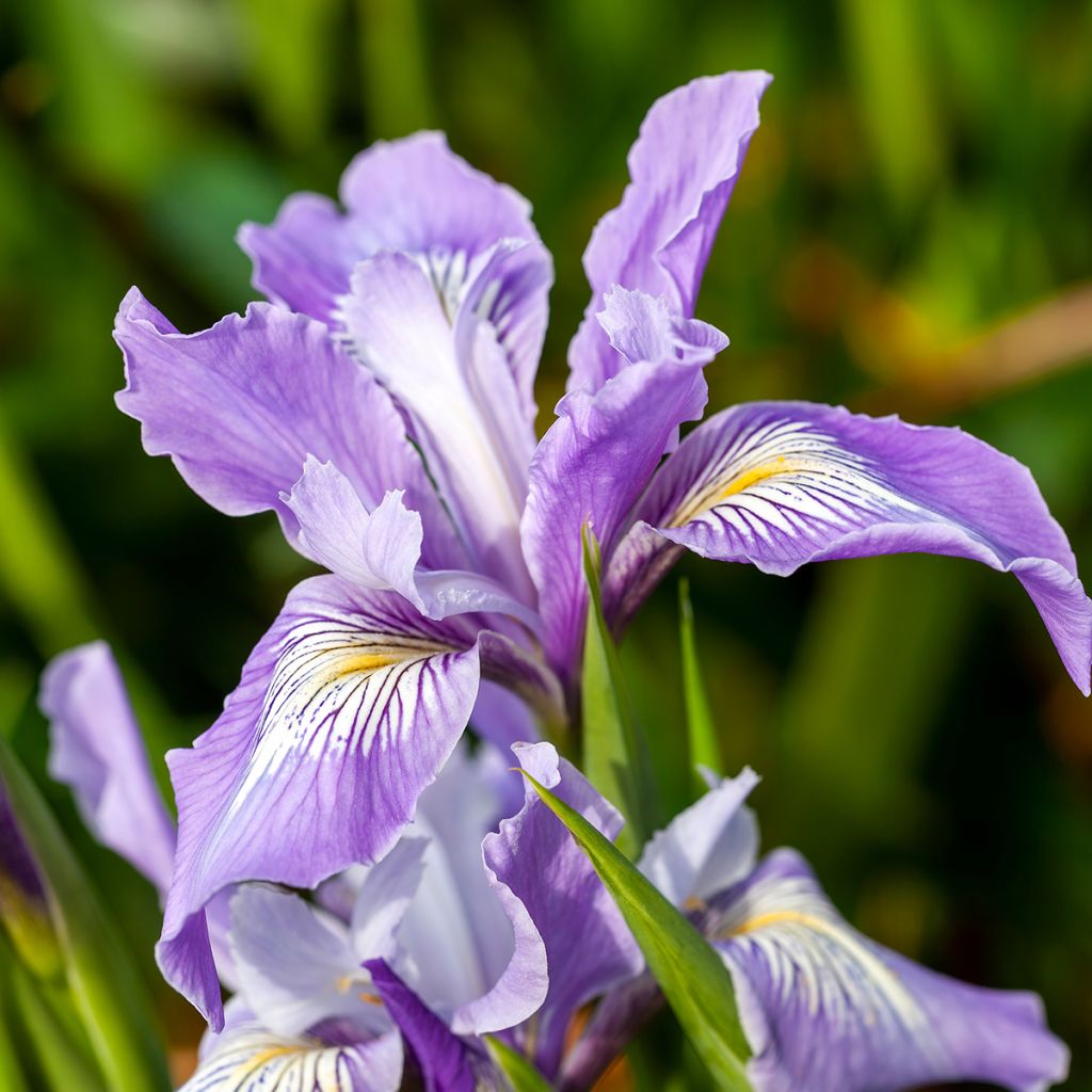 Iris douglasiana - Douglas iris