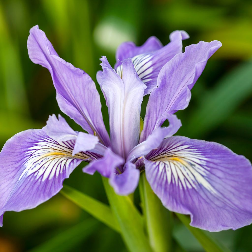 Iris douglasiana - Douglas iris