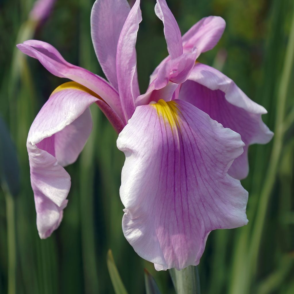Iris ensata Rose Queen - Japanse iris