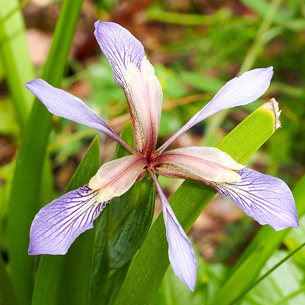 Iris foetidissima - Stinkende lis