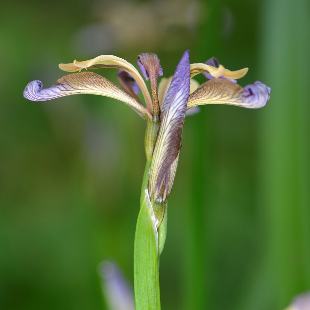 Iris foetidissima - Stinkende lis