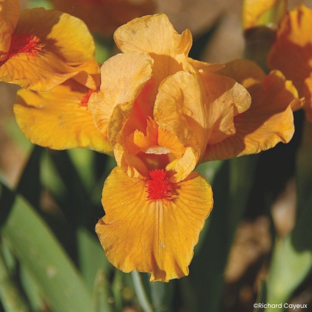 Iris germanica Allumez le Feu - Baardiris Lilliput