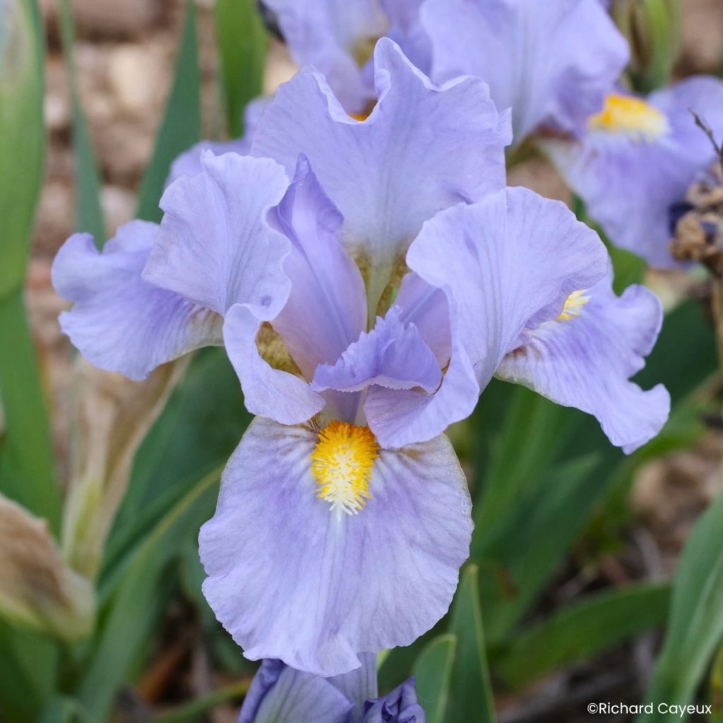 Iris germanica Amateur - Baardiris Lilliput