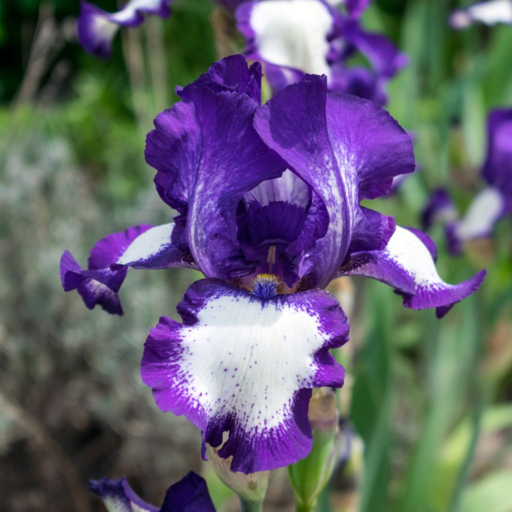 Iris germanica Art Déco - Baardiris
