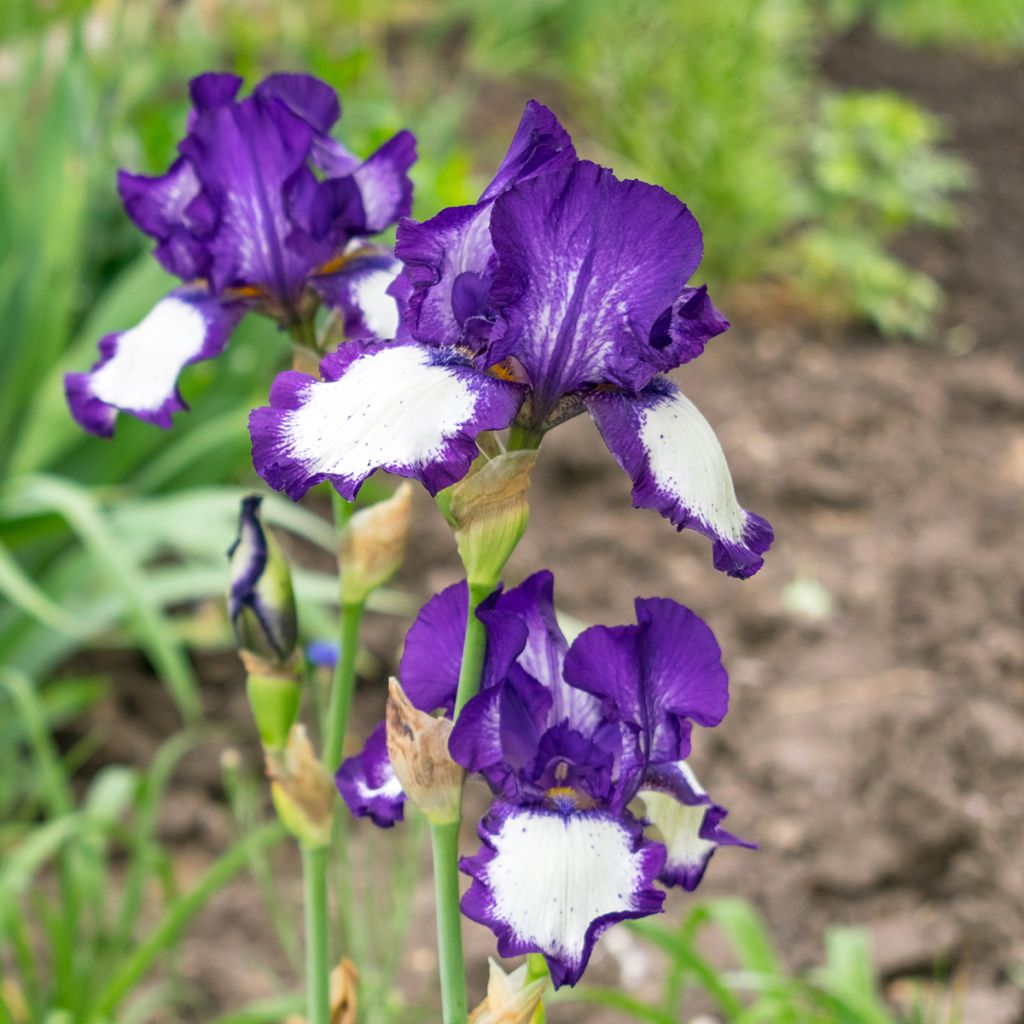 Iris germanica Art Déco - Baardiris