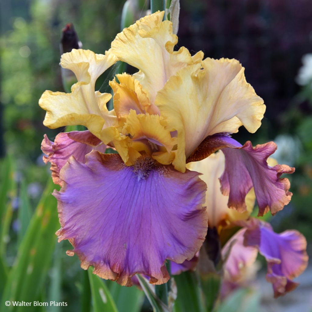 Iris germanica Au Sommet - Baardiris