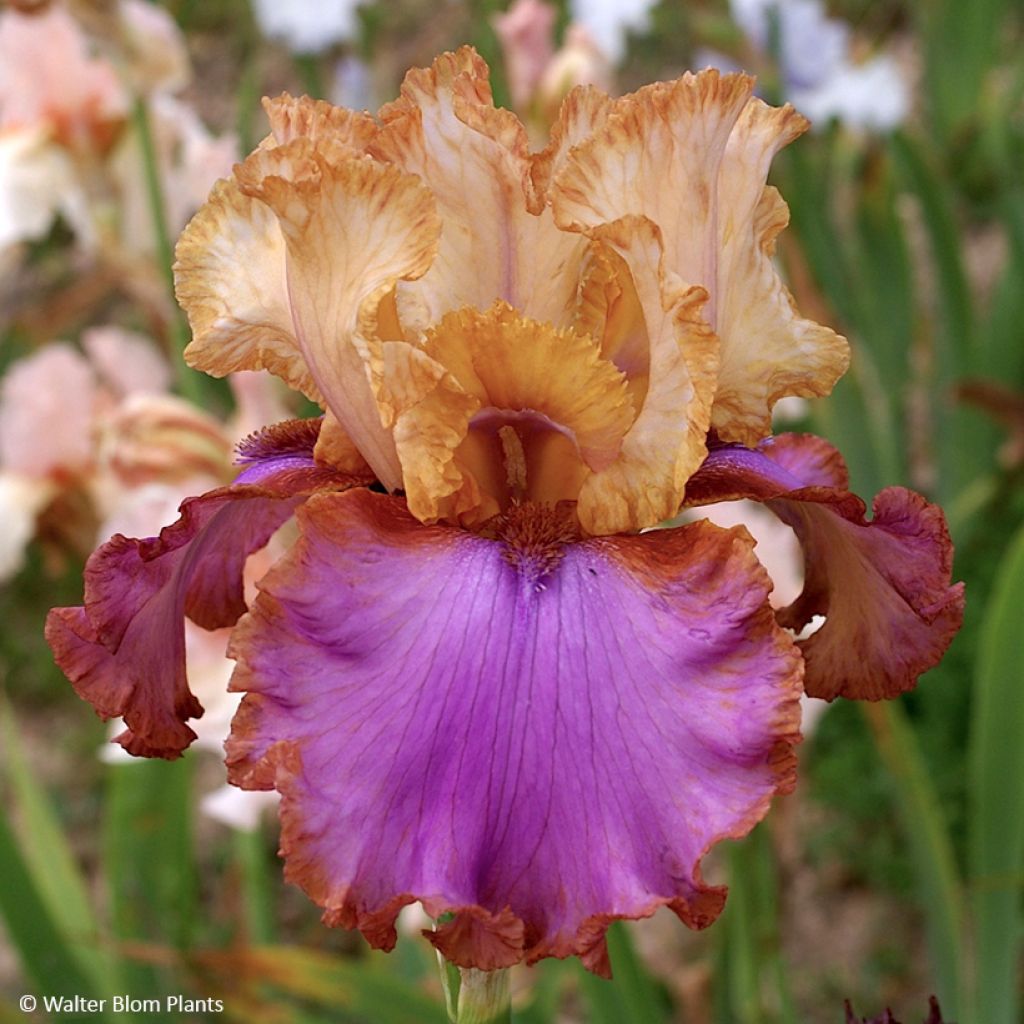 Iris germanica Au Sommet - Baardiris