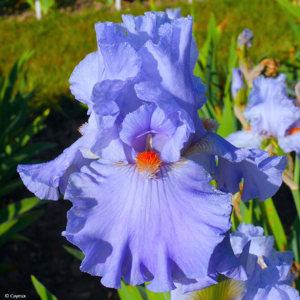 Iris germanica Baie des Anges - Baardiris