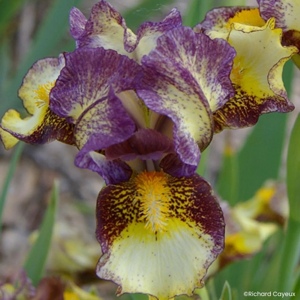 Iris germanica Banded Tiger - Baardiris Lilliput