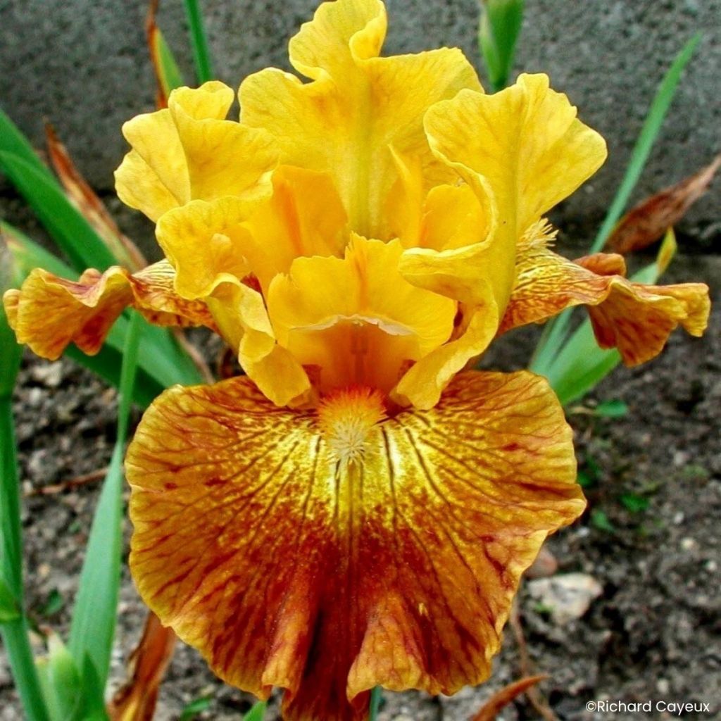 Iris germanica Bistro - Baardiris