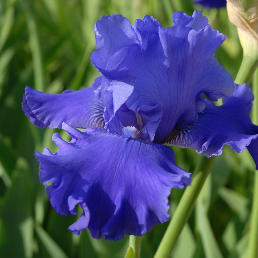 Iris germanica Blenheim Royal - Baardiris