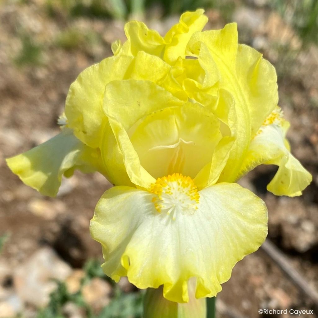 Iris germanica Blissful - Baardiris Lilliput