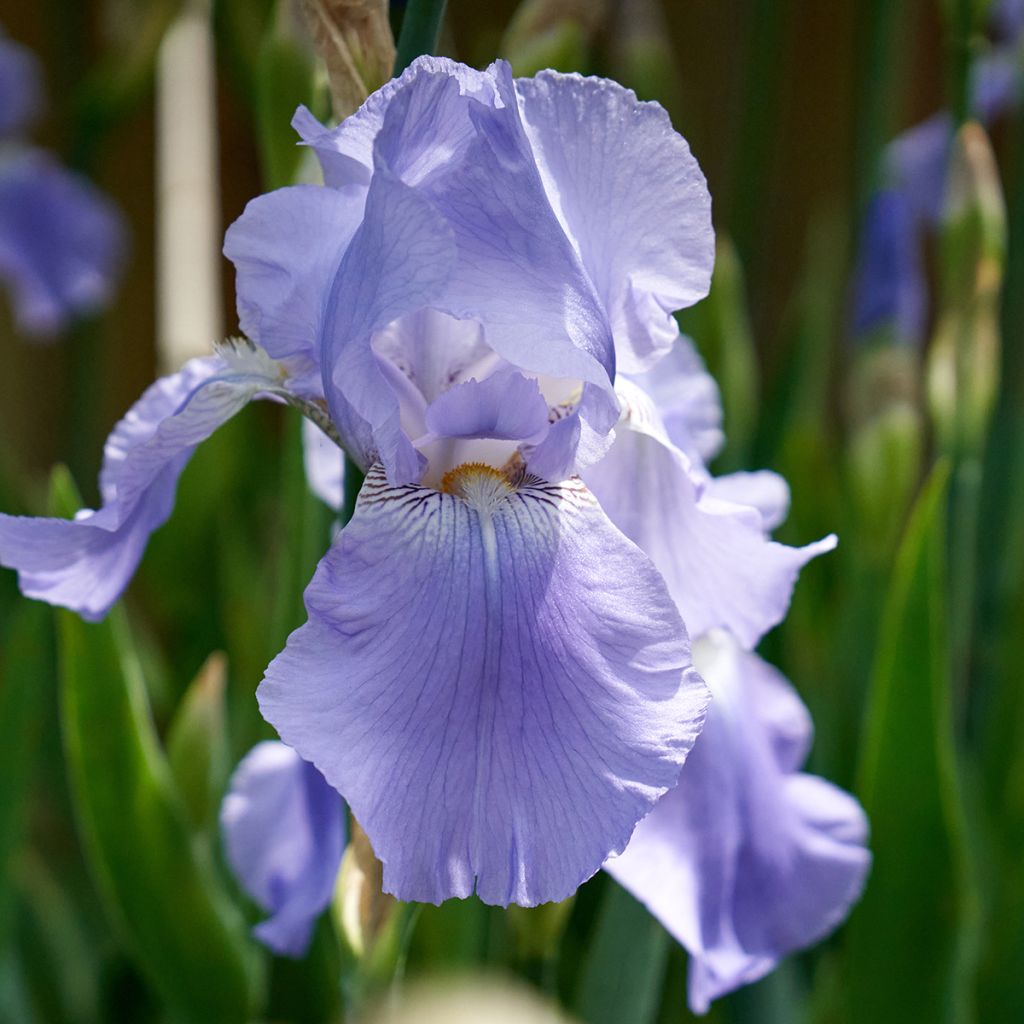 Iris germanica Blue Rhythm - Baardiris