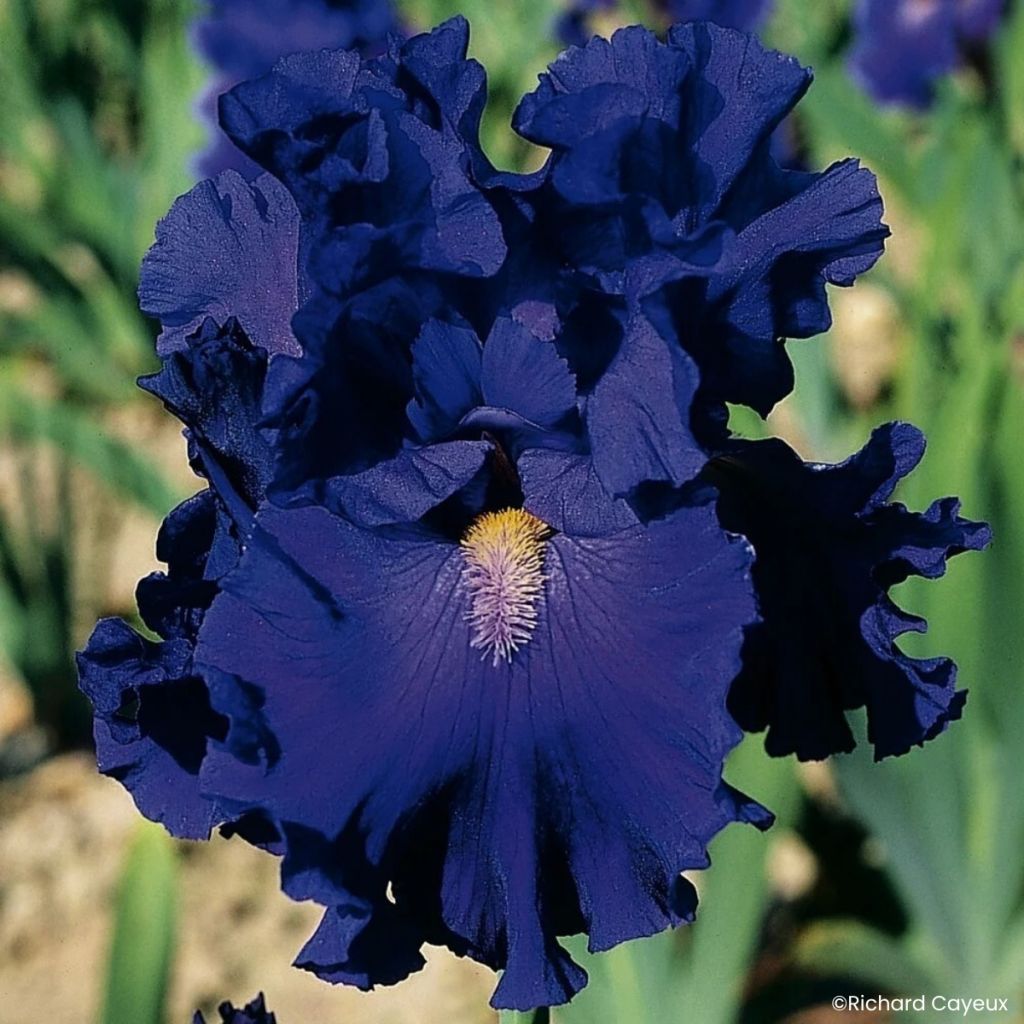 Iris germanica Blue Suede Shoes - Baardiris