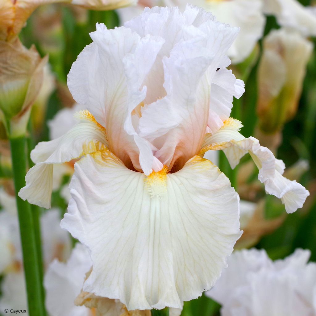 Iris germanica Bride's Blush- Baardiris
