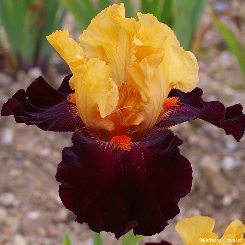 Iris germanica Brilliant Disguise - Baardiris