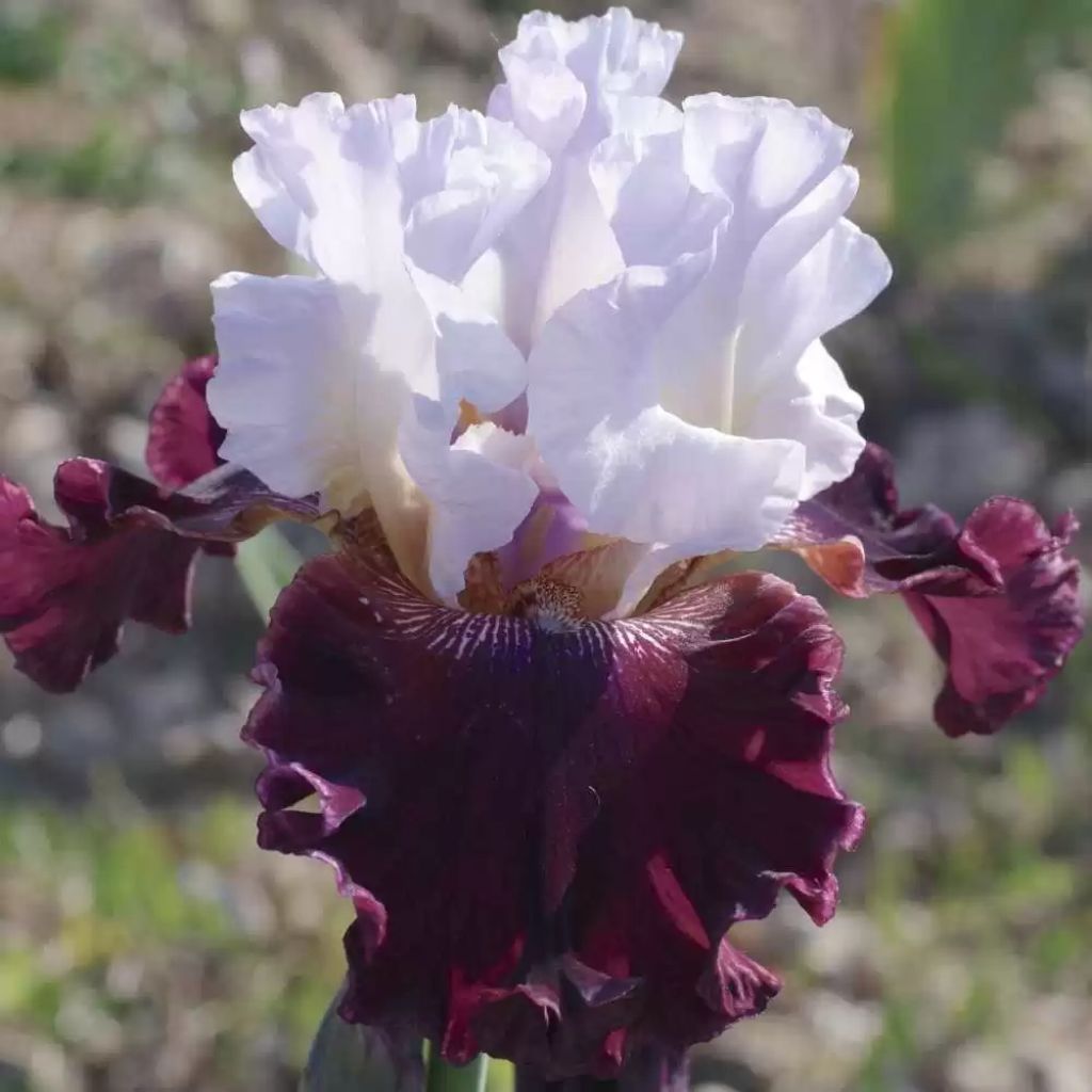 Iris germanica Ciutadella - Baardiris