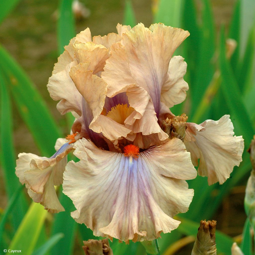 Iris germanica Coffee Trader - Baardiris