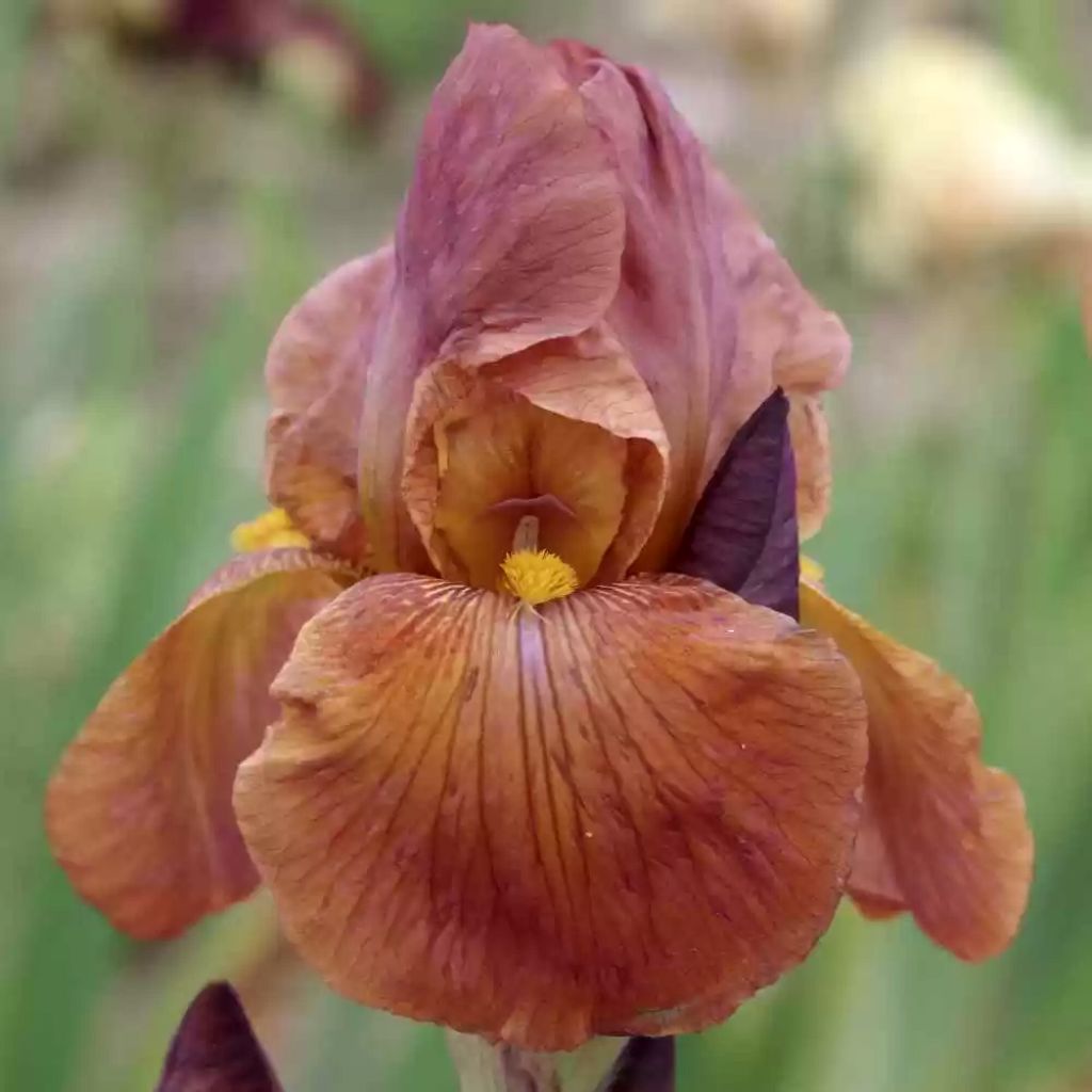 Iris germanica Danse du Feu - Baardiris