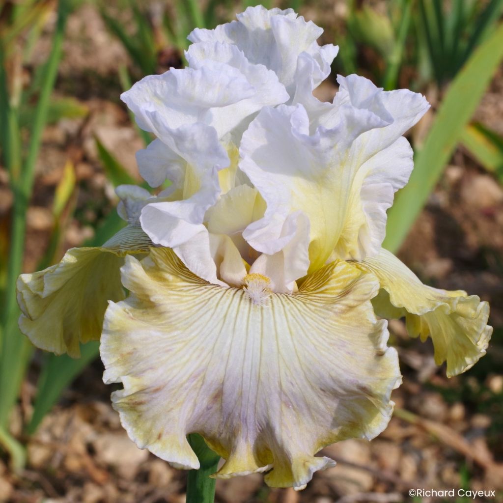 Iris germanica Danseuse d'Asie - Baardiris