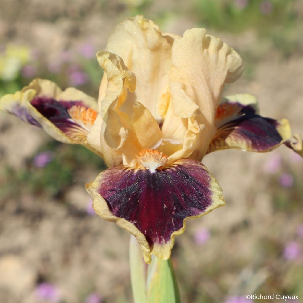 Iris germanica Dazzle Me - Baardiris Lilliput