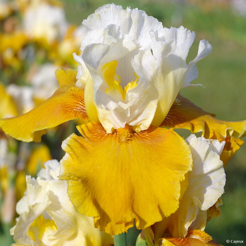 Iris germanica Delicieux Caramel - Baardiris