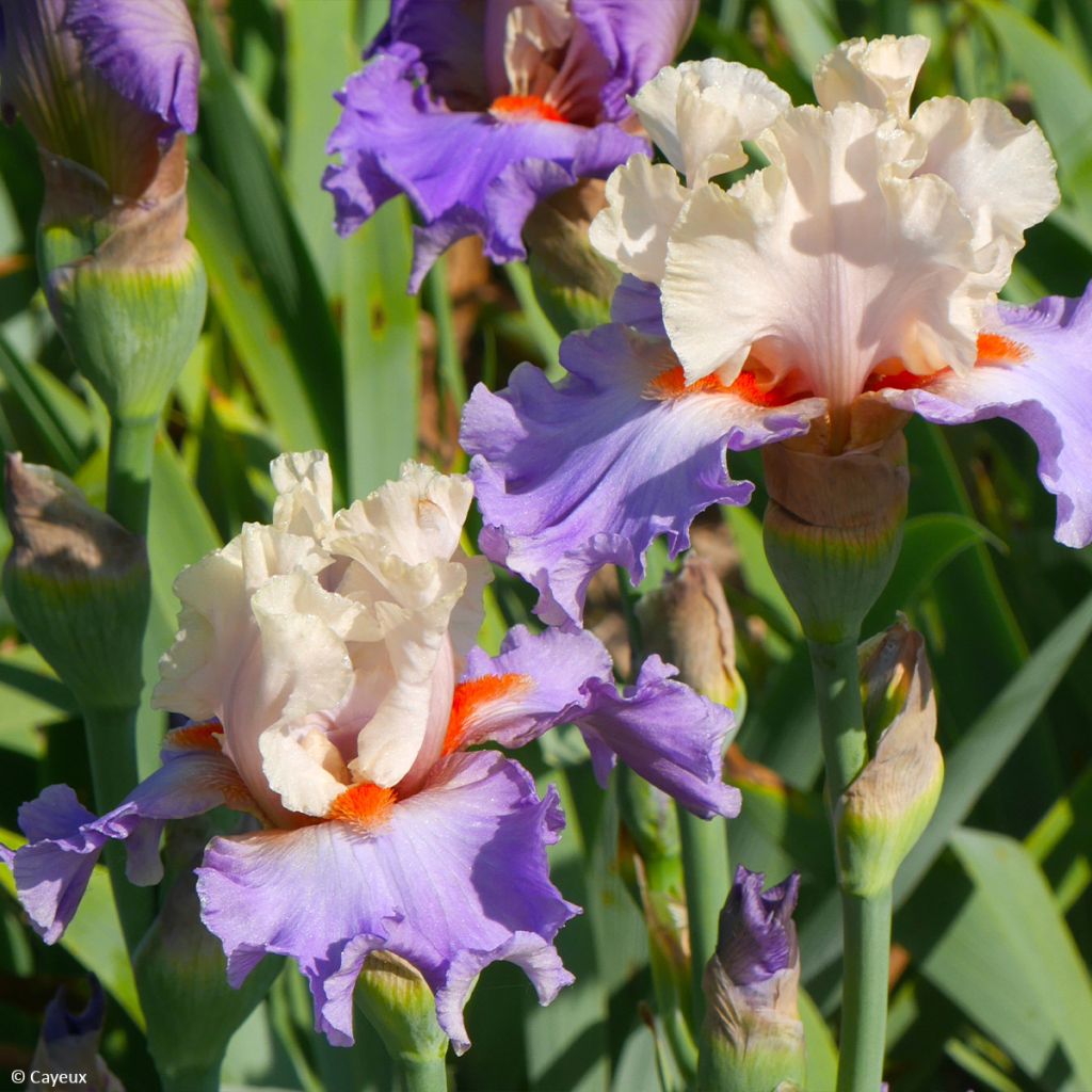 Iris germanica Dernier Cri - Baardiris