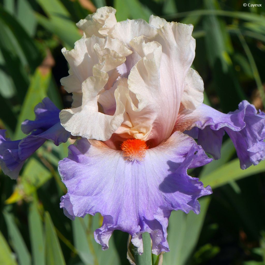 Iris germanica Dernier Cri - Baardiris