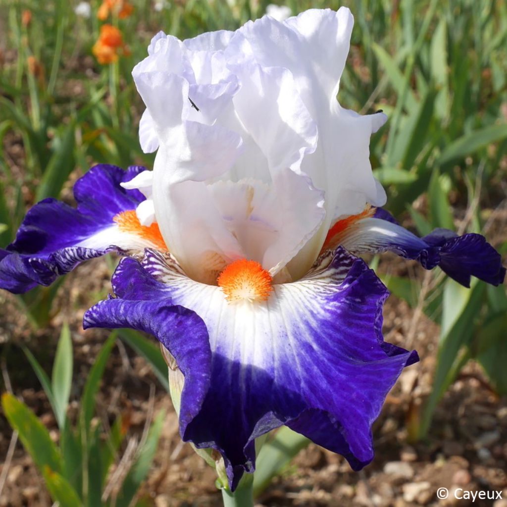 Iris germanica Écharpe Bleue - Baardiris